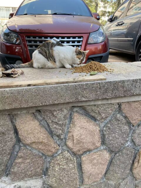 23c579747439b333fcdb3164cf25c537