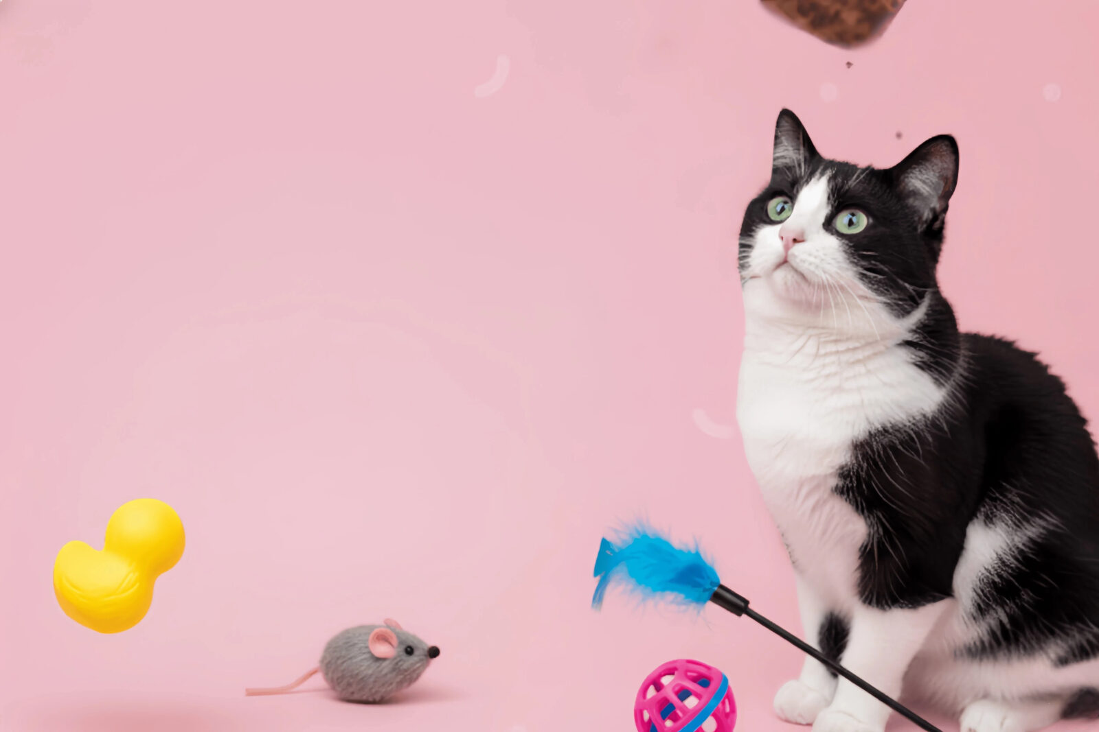 Pet Toys Collection.